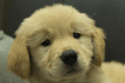 ゴールデンレトリーバーの子犬202201301