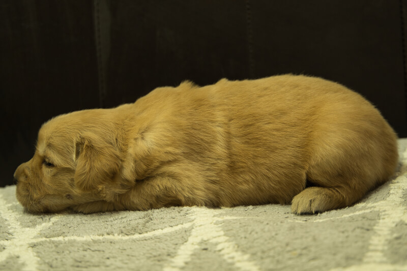 ゴールデンレトリーバーの子犬の写真202208191-2 9月9日現在