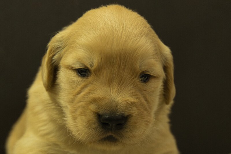 ゴールデンレトリーバーの子犬の写真202208192 9月9日現在
