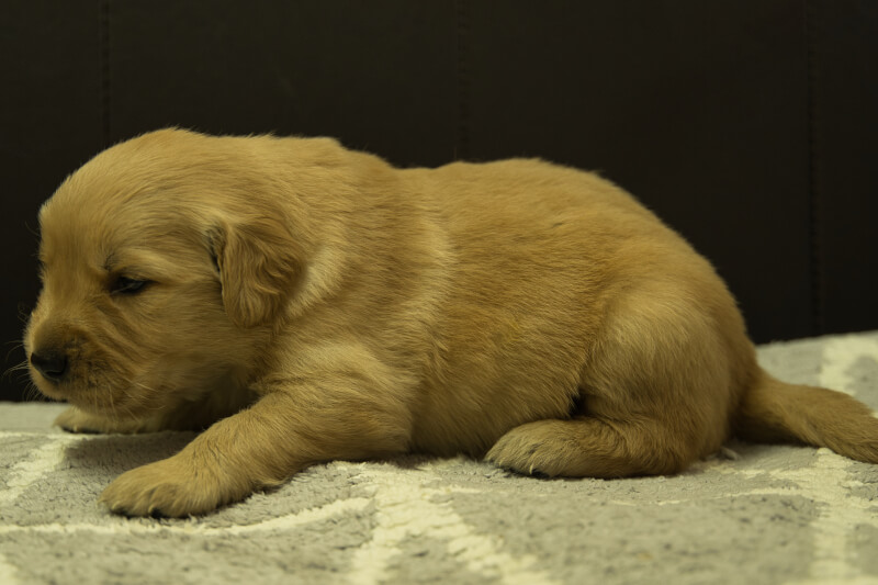 ゴールデンレトリーバーの子犬の写真202208192-2 9月9日現在