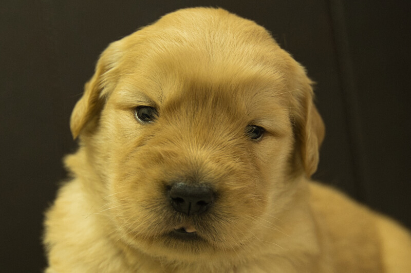 ゴールデンレトリーバーの子犬の写真202208193 9月9日現在