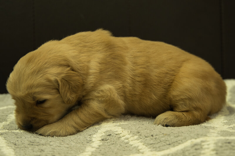 ゴールデンレトリーバーの子犬の写真202208193-2 9月9日現在
