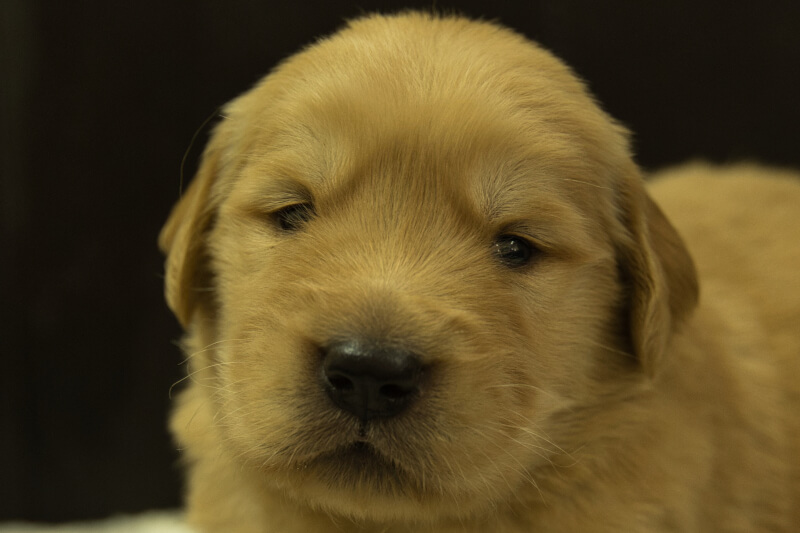 ゴールデンレトリーバーの子犬の写真202208191 9月9日現在