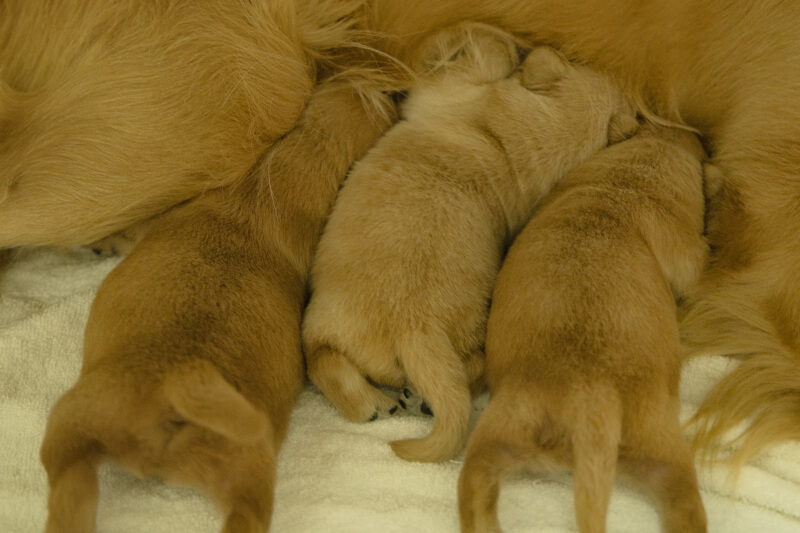 2022年9月4日生まれのゴールデンレトリバーの子犬の写真