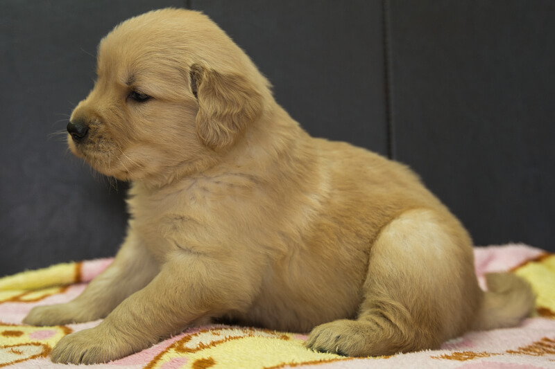ゴールデンレトリーバーの子犬の写真202208192-2 9月17日現在