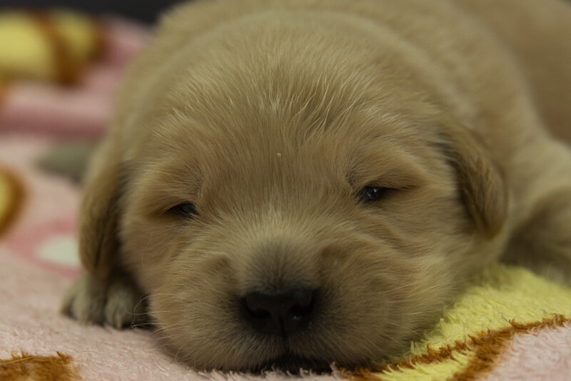 ゴールデンレトリーバーの子犬の写真202209041 9月17日現在