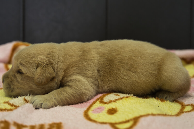 ゴールデンレトリーバーの子犬の写真202209041-2 9月17日現在