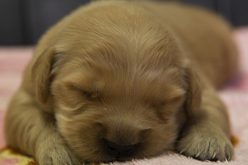 ゴールデンレトリーバーの子犬の写真202209043 9月17日現在