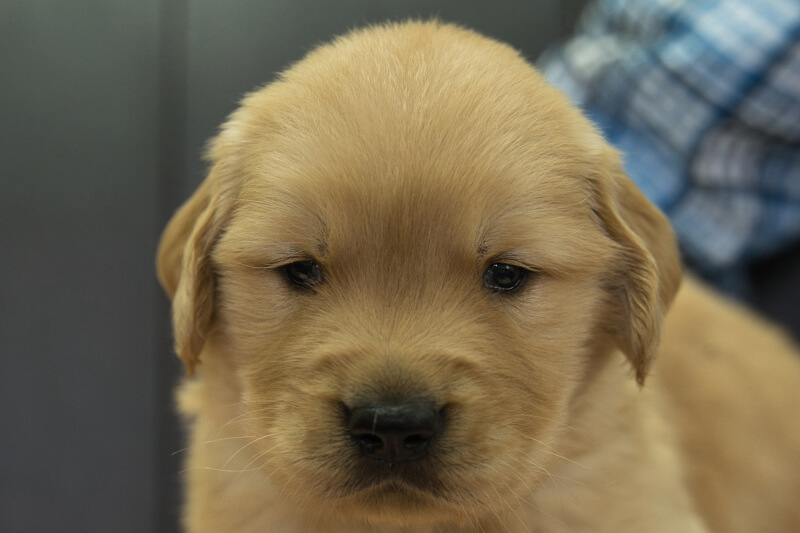 ゴールデンレトリーバーの子犬の写真202208192 9月17日現在