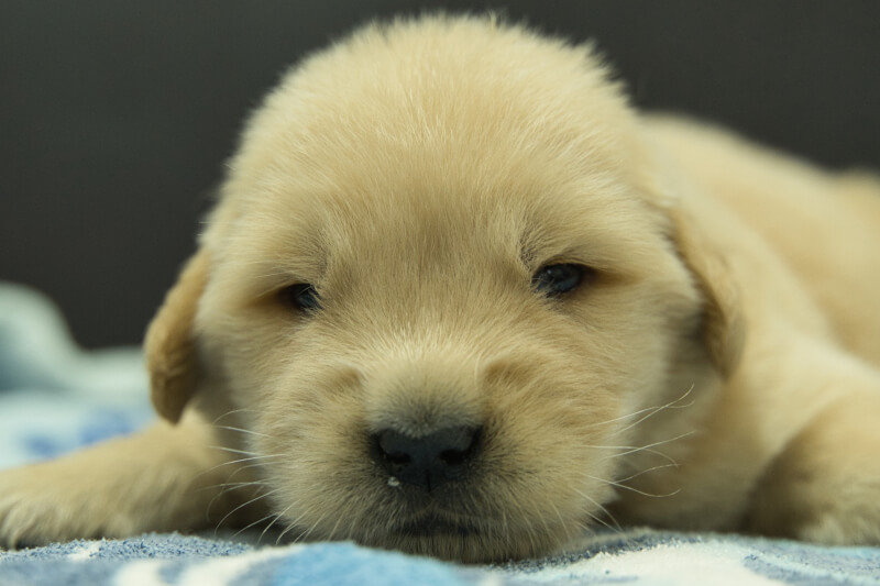 ゴールデンレトリーバーの子犬の写真202209041 9月23日現在