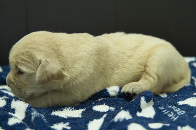 ゴールデンレトリーバーの子犬の写真202305185-2 6月2日現在