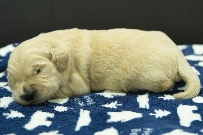 ゴールデンレトリーバーの子犬の写真202305181-2 6月2日現在