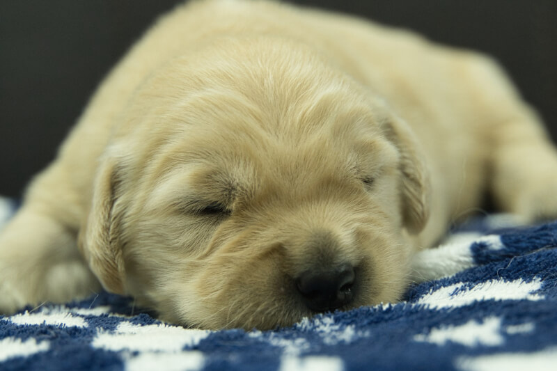 ゴールデンレトリーバーの子犬の写真202305182 6月2日現在