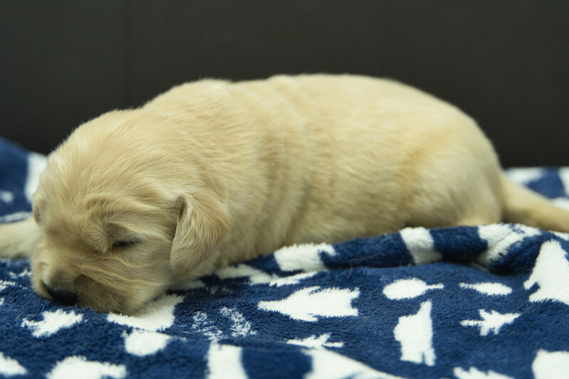 ゴールデンレトリーバーの子犬の写真202305182-2 6月2日現在