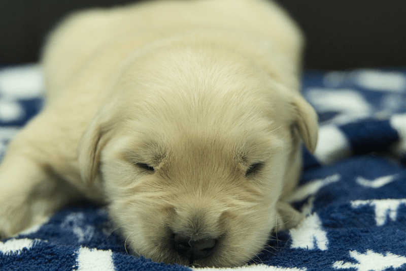ゴールデンレトリーバーの子犬の写真202305183 6月2日現在