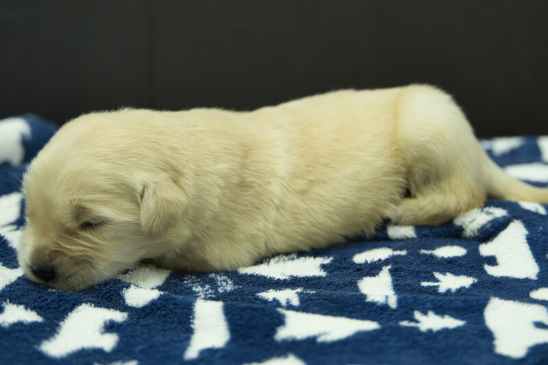 ゴールデンレトリーバーの子犬の写真202305183-2 6月2日現在