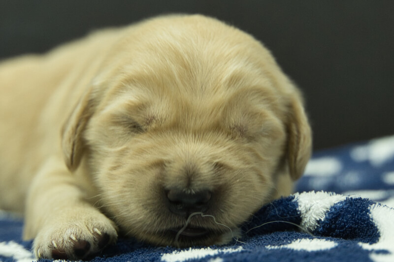 ゴールデンレトリーバーの子犬の写真202305184 6月2日現在
