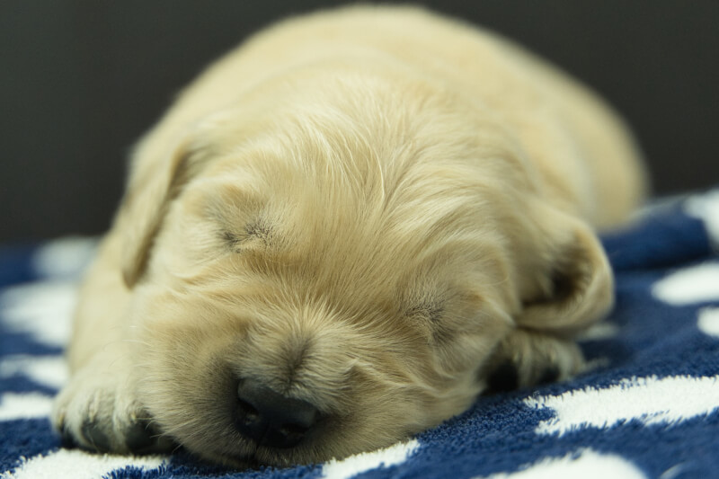 ゴールデンレトリーバーの子犬の写真202305181 6月2日現在