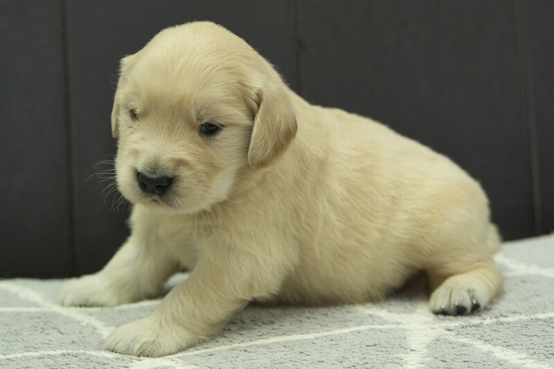 ゴールデンレトリーバーの子犬の写真202305185-2 6月11日現在