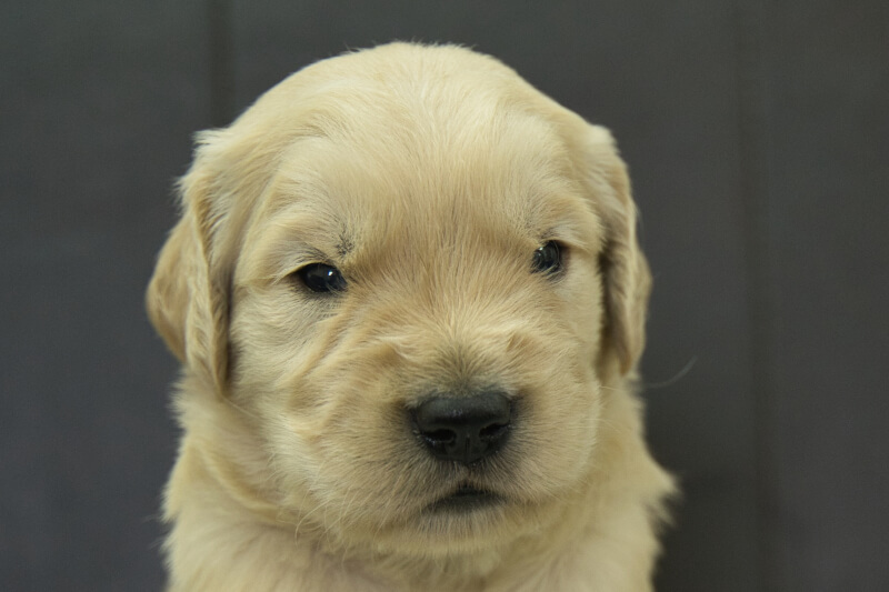 ゴールデンレトリーバーの子犬の写真202305182 6月11日現在