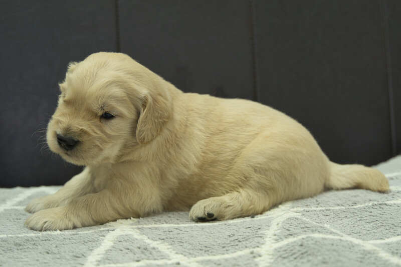 ゴールデンレトリーバーの子犬の写真202305182-2 6月11日現在