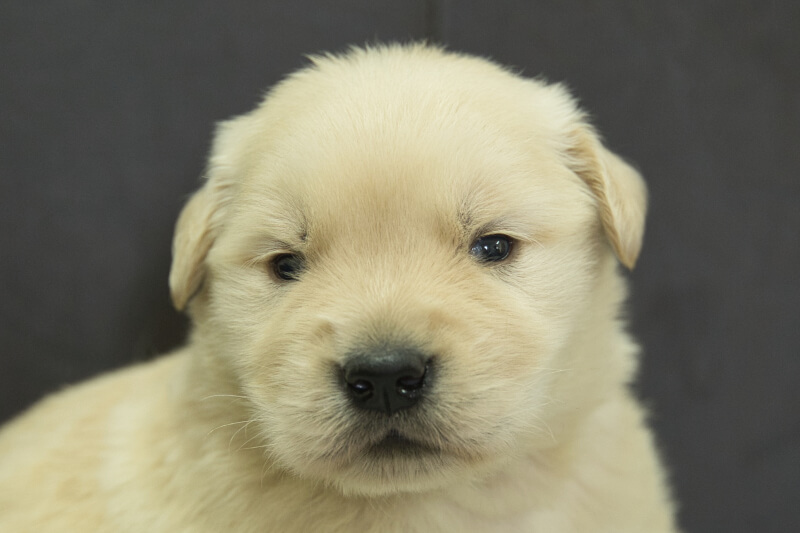 ゴールデンレトリーバーの子犬の写真202305183 6月11日現在