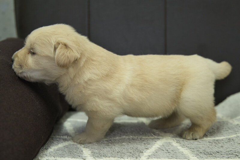 ゴールデンレトリーバーの子犬の写真202305183-2 6月11日現在