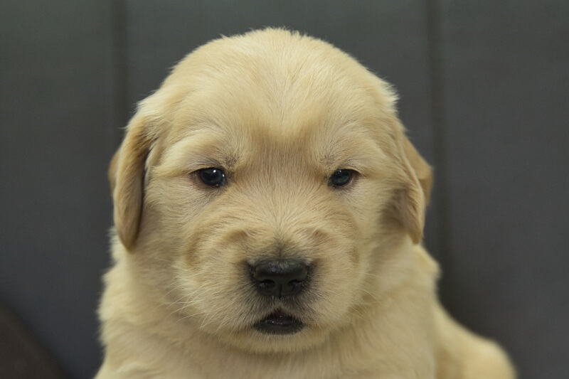 ゴールデンレトリーバーの子犬の写真202305184 6月11日現在