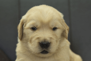 ゴールデンレトリーバーの子犬202305184