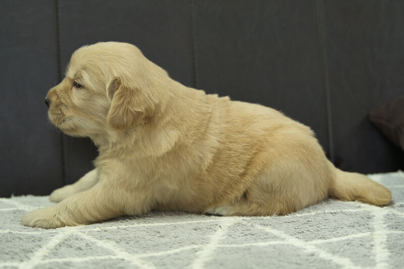 ゴールデンレトリーバーの子犬の写真202305184-2 6月11日現在