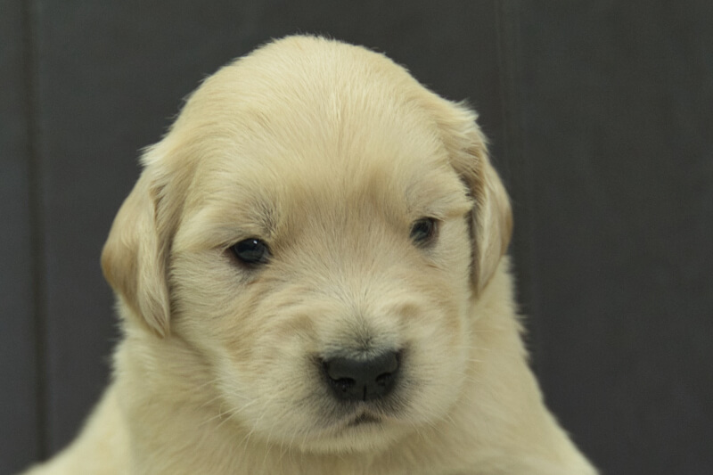 ゴールデンレトリーバーの子犬の写真202305185 6月11日現在