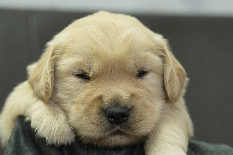 ゴールデンレトリーバーの子犬の写真202305181 6月11日現在