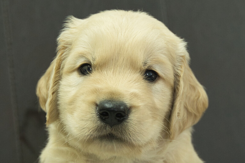 ゴールデンレトリーバーの子犬の写真2