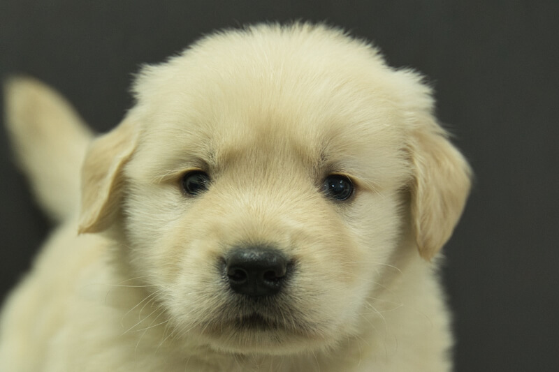 ゴールデンレトリーバーの子犬の写真202305183 6月22日現在