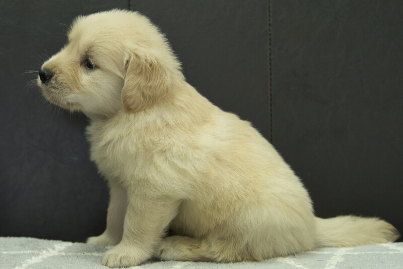 ゴールデンレトリーバーの子犬の写真202305183-2 6月22日現在
