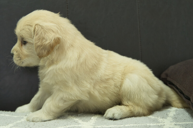 ゴールデンレトリーバーの子犬の写真202305185-2 6月22日現在