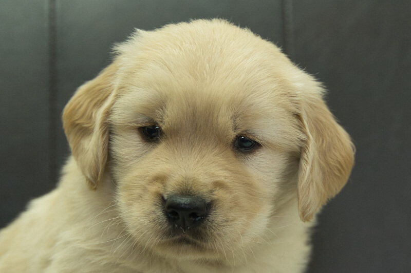 ゴールデンレトリーバーの子犬の写真202305181 6月22日現在