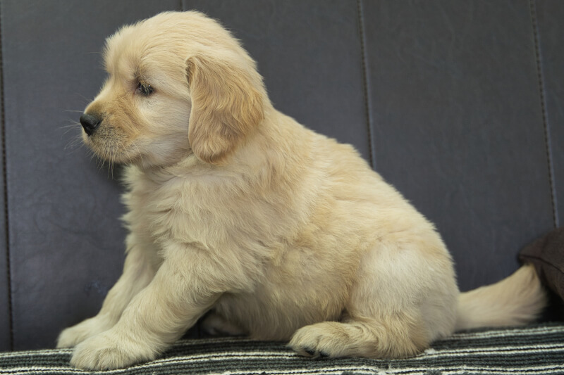 ゴールデンレトリーバーの子犬の写真202305181-2 6月28日現在