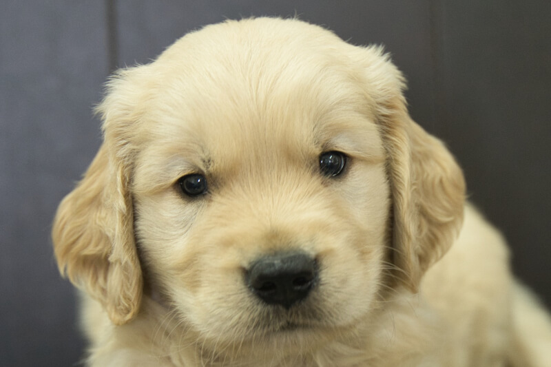 ゴールデンレトリーバーの子犬の写真202305182 6月28日現在