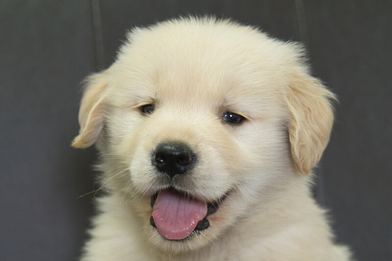 ゴールデンレトリーバーの子犬の写真202305183 6月28日現在