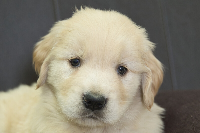 ゴールデンレトリーバーの子犬の写真4