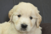 ゴールデンレトリーバーの子犬202305185