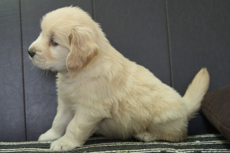 ゴールデンレトリーバーの子犬の写真202305185-2 6月28日現在