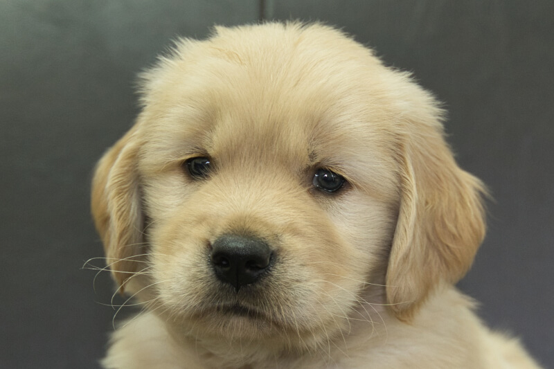 ゴールデンレトリーバーの子犬の写真202305181 6月28日現在