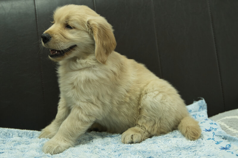 ゴールデンレトリーバーの子犬の写真202305181-2 7月10日現在