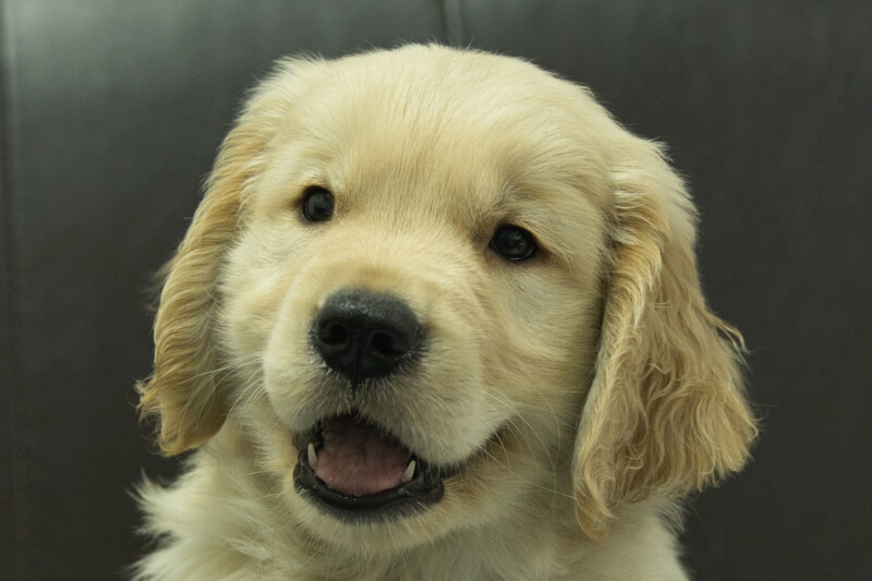ゴールデンレトリーバーの子犬の写真202305182 7月10日現在