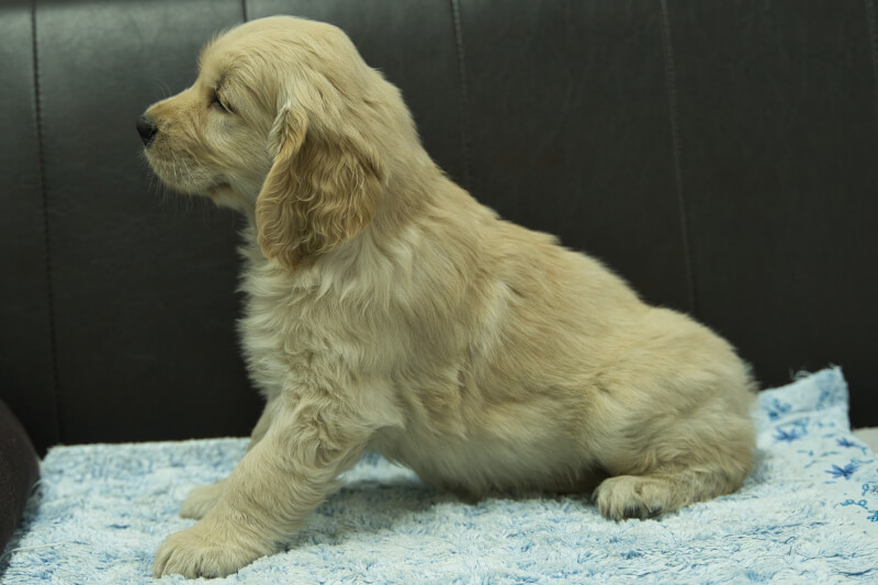 ゴールデンレトリーバーの子犬の写真202305182-2 7月10日現在