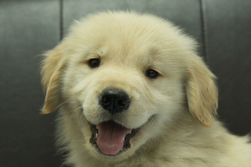 ゴールデンレトリーバーの子犬の写真202305183 7月10日現在