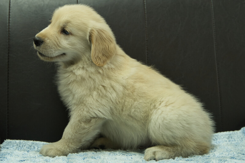 ゴールデンレトリーバーの子犬の写真202305183-2 7月10日現在