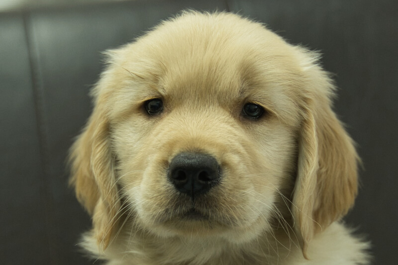 ゴールデンレトリーバーの子犬の写真